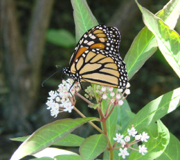 Milkweed And Monarch
