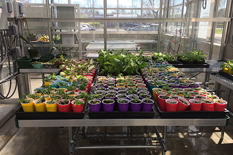 Plants in a greenhouse