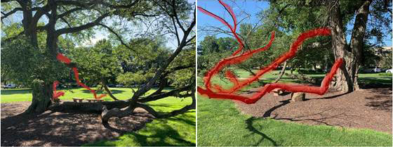 Linden Tree with red branches